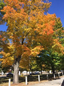 A Milford, NH, tree in all its glory.
