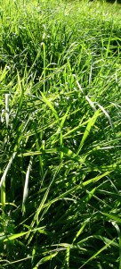 dreamstimefree_221498-2