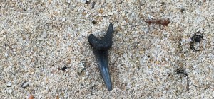 This tooth is more than an inch long and still quite sharp. (K.Nollet 2015)  