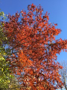 It's been a few days for this tree to turn from yellowy-orange to red? Or is that from saffron to cerise?