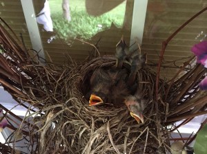 Looking like teenagers--a little gawky, very hungry, here and there a flap of the wings.